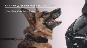 Лучшие клички для Немецких Овчарок! А как зовут вашего питомца?