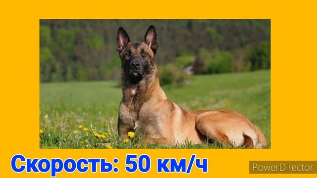 БЕЛЬГИЙСКАЯ ОВЧАРКА МАЛИНУА VS НЕМЕЦКИЙ БОКСЁР: КТО ПОБЕДИТ В СХВАТКЕ? смотреть онлайн