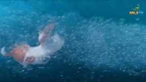 «Тайная жизнь домашних животных» - Макс и Дюк Лучшие моменты