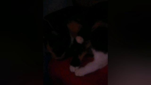 ЛАСКА смотреть онлайн