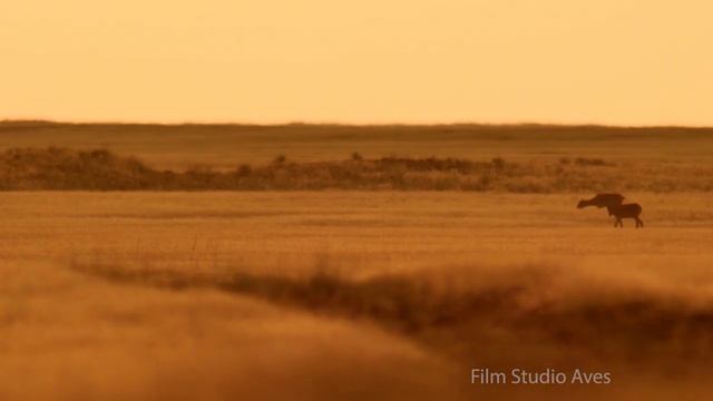 Наблюдения за сайгаками с вышки | Film Studio Aves смотреть онлайн