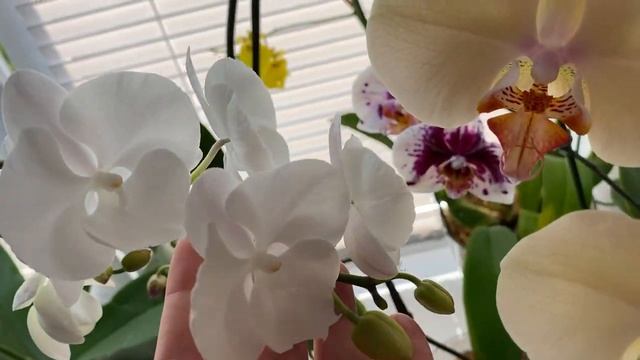 Летнее домашнее цветение орхидей часть 1 (Жара внесла свою коррекцию в цветение)???????