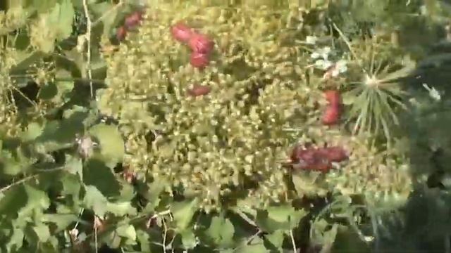 Клопы на укропе смотреть онлайн