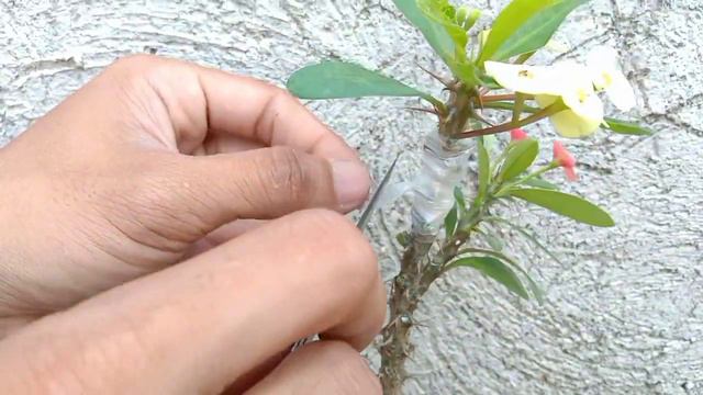 Best way to get multiple colors of crown-of-thorns flower in one plant / Grafting technique смотреть онлайн