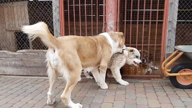 алабай Пума и ее щенок Видар ( купить щенка алабая ) смотреть онлайн