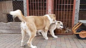 алабай Пума и ее щенок Видар ( купить щенка алабая )