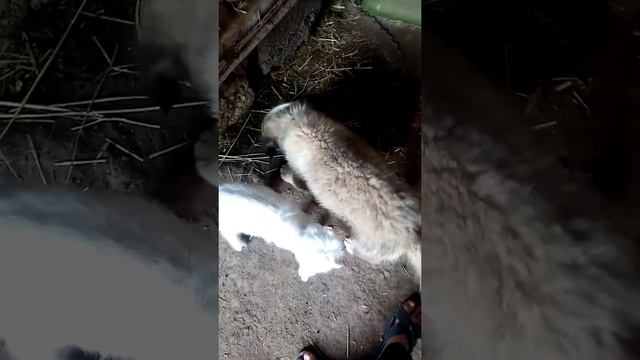 Агрессия щенка на еду смотреть онлайн