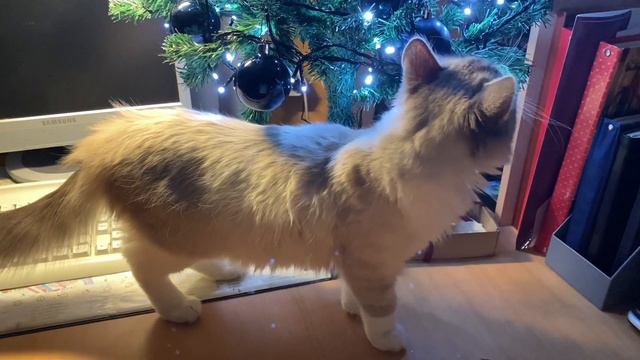 В КАНУН РОЖДЕСТВА | новые книги, коты, поездка домой | ВЛОГМАС 🎄 смотреть онлайн