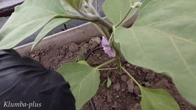 Выращивание авокадо и микрозелени дома