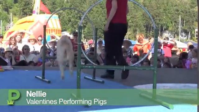 Valentines Performing Pigs in Gig Harbor смотреть онлайн