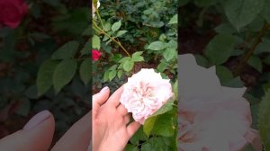 Японские розы: Шилаби и принцесса Хитоми.