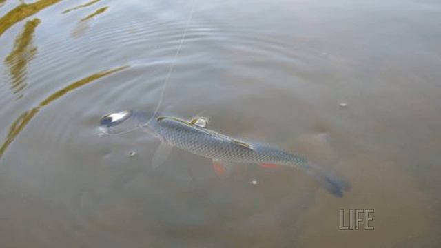 Как и на что ловить голавля в июне? смотреть онлайн