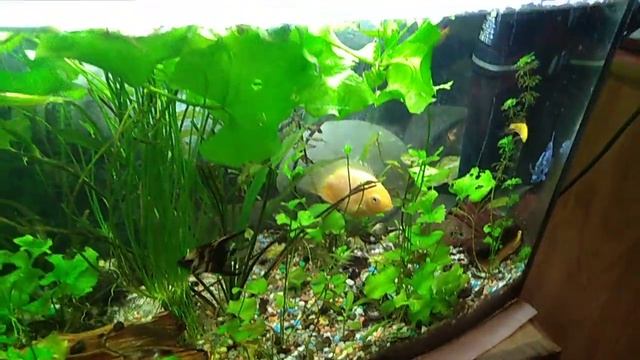 Мой большой аквариум смотреть онлайн