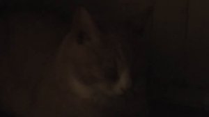 Перевозка КОТа в купе ПОЕЗДа в другой город \ отвезти кошку собаку домашнее животное транспортировк