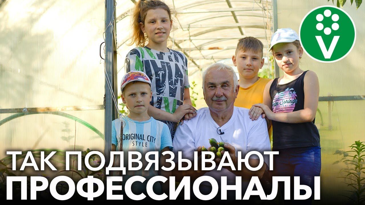 САМЫЙ ЛЕГКИЙ И НАДЕЖНЫЙ СПОСОБ ПОДВЯЗКИ ОГУРЦОВ В ТЕПЛИЦЕ! смотреть онлайн