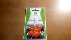 томат волгоградский 5/95