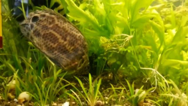 Бирюзовая акара и леопардовая ктенопома. Aequidens rivulatus and ctenopoma acutirostre. (20.03.2015 смотреть онлайн