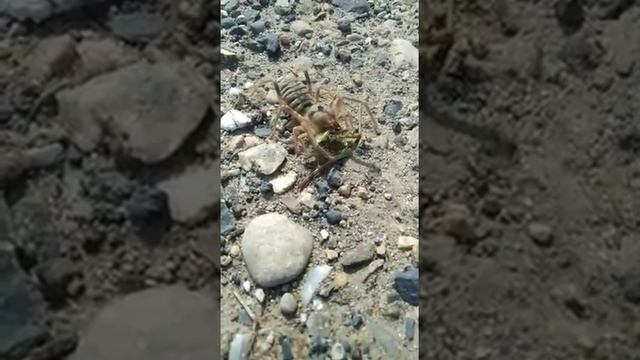 паук фаланга смотреть онлайн