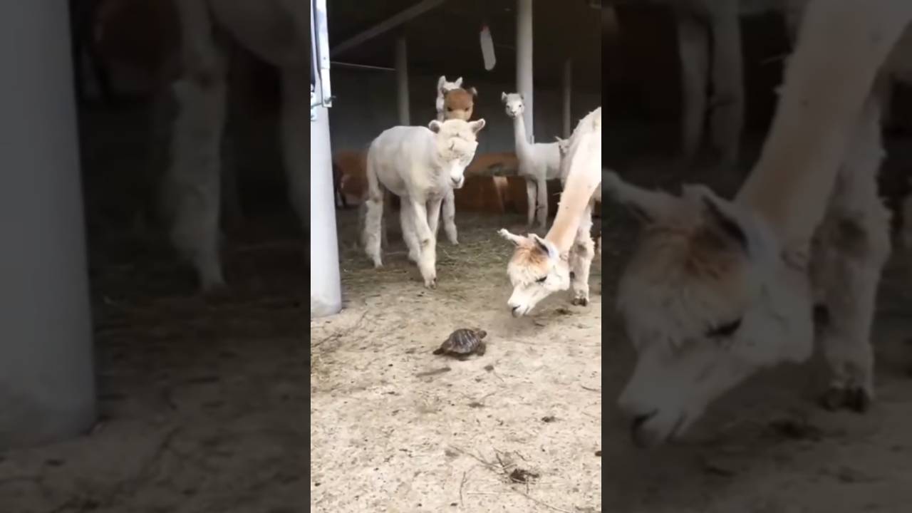 Знакомство с новым коллективом смотреть онлайн