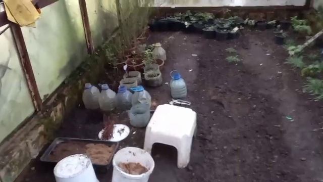 Зимнее черенкование клематисов. смотреть онлайн