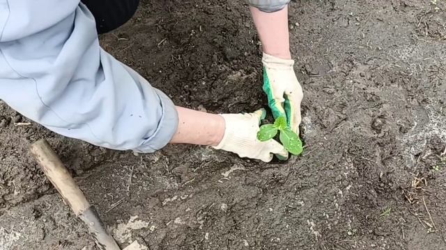 Высадка огурцов рассадой и семенами в открытый грунт. смотреть онлайн