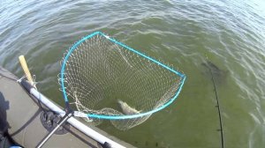 Ловля карася на бортовой фидер