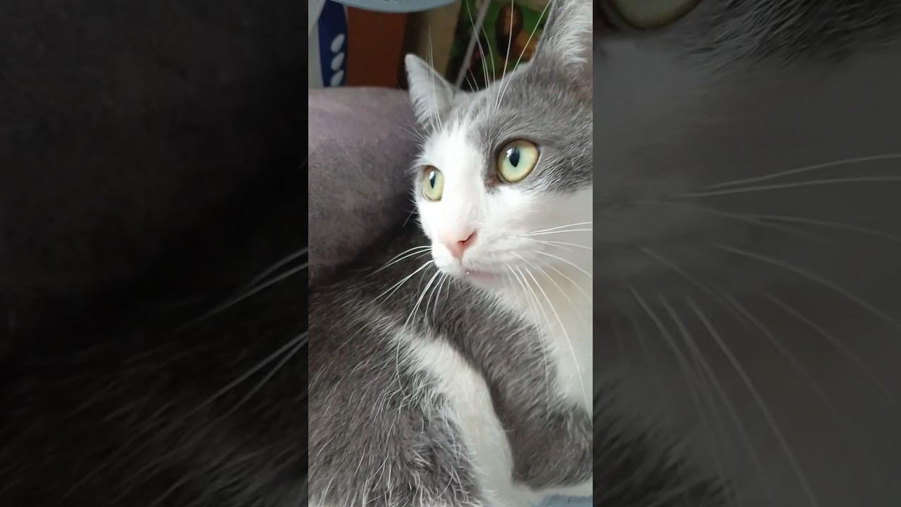 Как коты признаются в любви? #мурзик #кот #питомец #лайк #котики #приколы #любовь #котик #коты смотреть онлайн