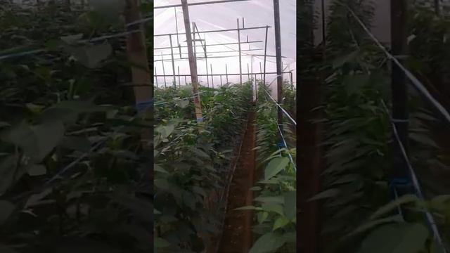 Вот это дааа.... перчики надо? тогда звоните на номер 95.082 11 92. смотреть онлайн