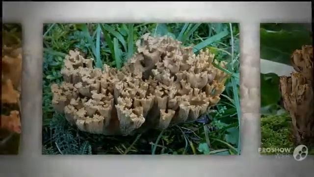 Ramaria broomei - fungi kingdom смотреть онлайн