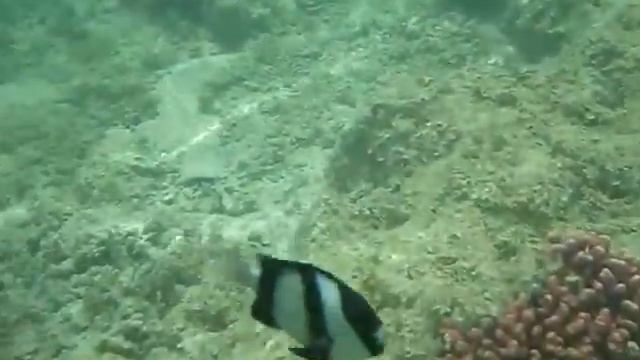 Красное море. Хургада. Май 2012 г. смотреть онлайн