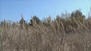 ღ  Фредерик Шопен - Прелюдия № 4 ми минор.  Chopin - Prelude No. 4 in E Minor.