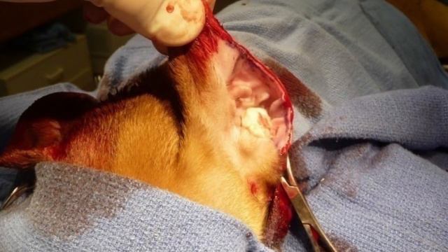Ear Cropping In Dogs Should Be Banned смотреть онлайн