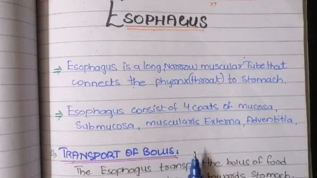 ESOPHAGUS PHYSIOLOGY | INTRO TO GASTROINTESTINAL TRACT | IMPORTANT AND 3ASY NOTES | GIT 1 смотреть онлайн