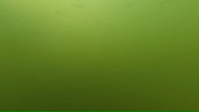 Косяки рыбы. Подводные съёмки. Рыба подо льдом. Много окуня и плотвы. смотреть онлайн