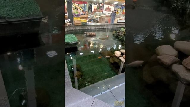 Фонтан с золотыми рыбками смотреть онлайн