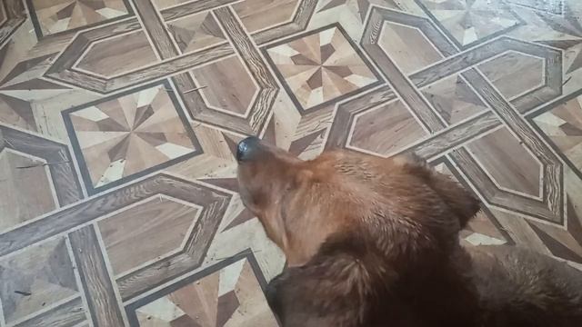 ТАКСА. НАШЛИ СОБАКУ. ПЛЮСЫ И МИНУСЫ. смотреть онлайн