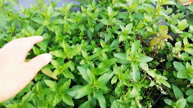 Обзор мятной клумбы 08 09 23 смотреть онлайн