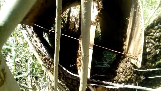 Как уговорить рой вылезти из куста! смотреть онлайн