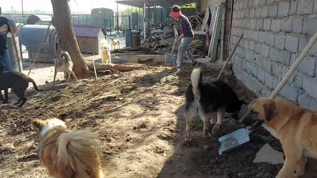 Ташкент. Волонтеры, это золотые люди. смотреть онлайн