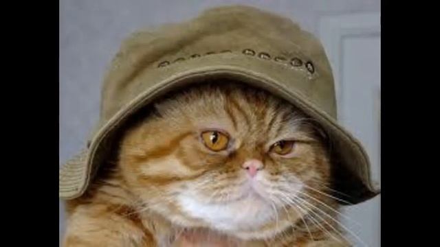 Royal Canin корм для кошек