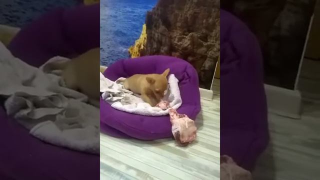Чихуахуа Фрося грызет кость смотреть онлайн