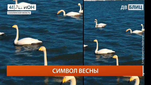 •ДАЛЬНИЙ ВОСТОК БЛИЦ• 31.03.2022 г. смотреть онлайн