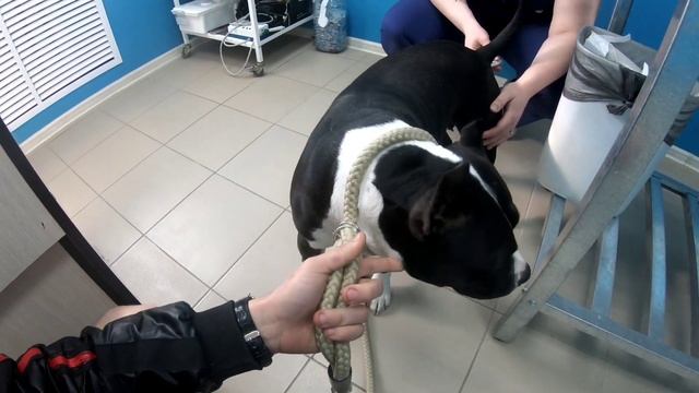 Стаффордширский терьер/Кашель у собак смотреть онлайн