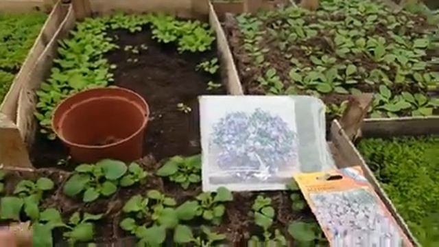 БАКОПА выращивание из семян. ВАЖНАЯ ПРИЩИПКА. бакопа из семян. бакопа ампельная. видео.mp4 смотреть онлайн