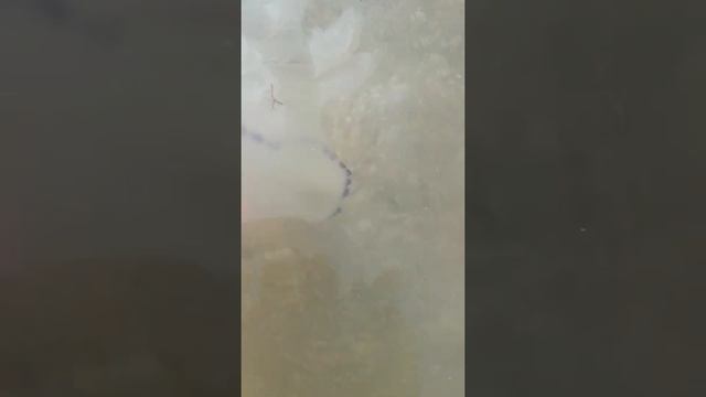Медузы Кирилловки Ядовитые медузы!23.08.2021года смотреть онлайн