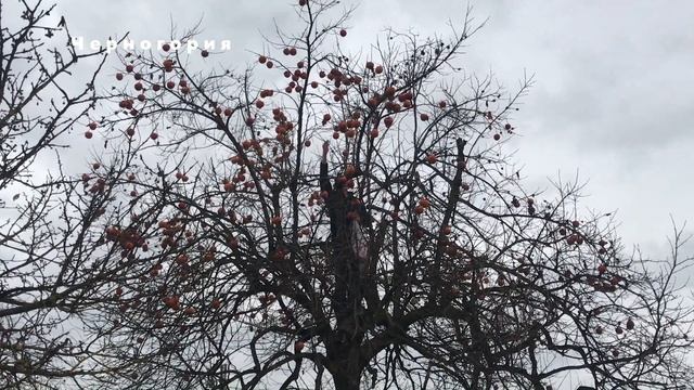 ?Дерево хурма польза и вред, как растет? как собирать? как готовить? hurma, почему хурма вяжет? смотреть онлайн