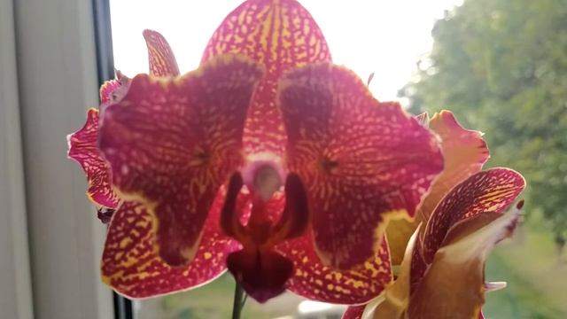 Phal. I-Hsin Cherry Bomb! ? смотреть онлайн