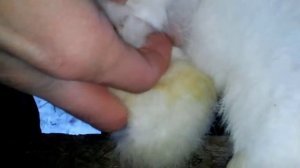 Как определить пол кролика.