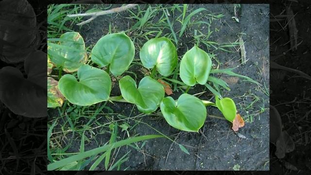 Белокрыльник болотный (Calla palustris) смотреть онлайн
