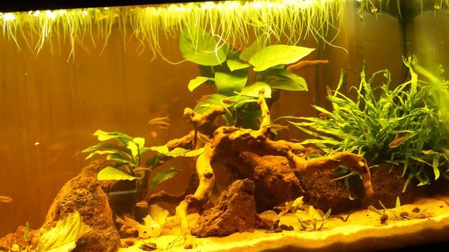 South American Blackwater Biotope Aquarium | 180L / 47G Juwel Rio смотреть онлайн